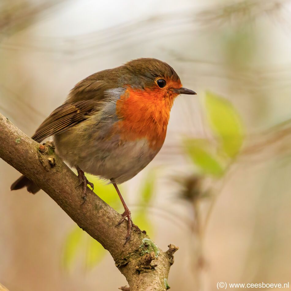 Roodborst | Zevenhuizerplas, 7 januari 2021