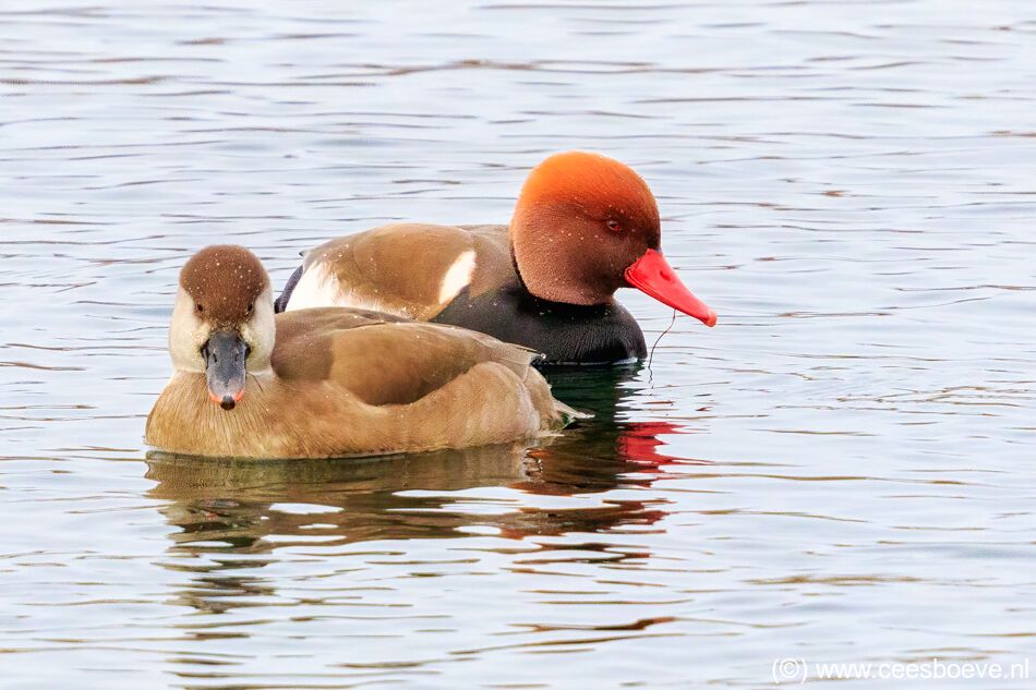 Krooneend mannetje en vrouwtje | Zevenhuizerplas, 8 januari 2021