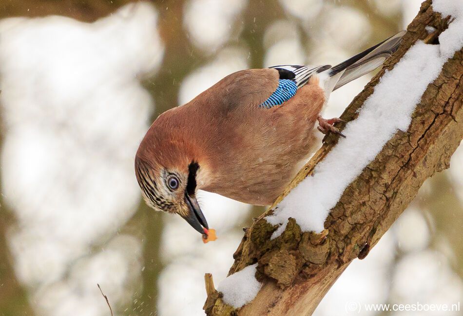 Gaaien in de sneeuw | Zevenhuizerplas, 8 februari 2021