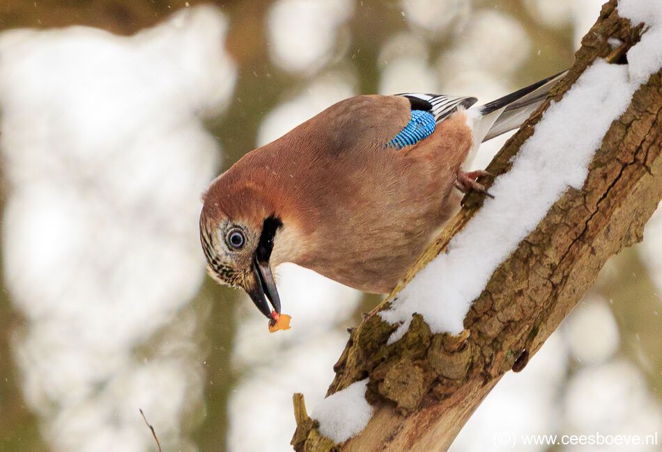 Gaaien in de sneeuw | Zevenhuizerplas, 8 februari 2021