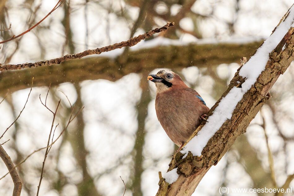 Gaaien in de sneeuw | Zevenhuizerplas, 8 februari 2021