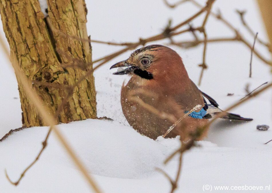 Gaaien in de sneeuw | Zevenhuizerplas, 8 februari 2021