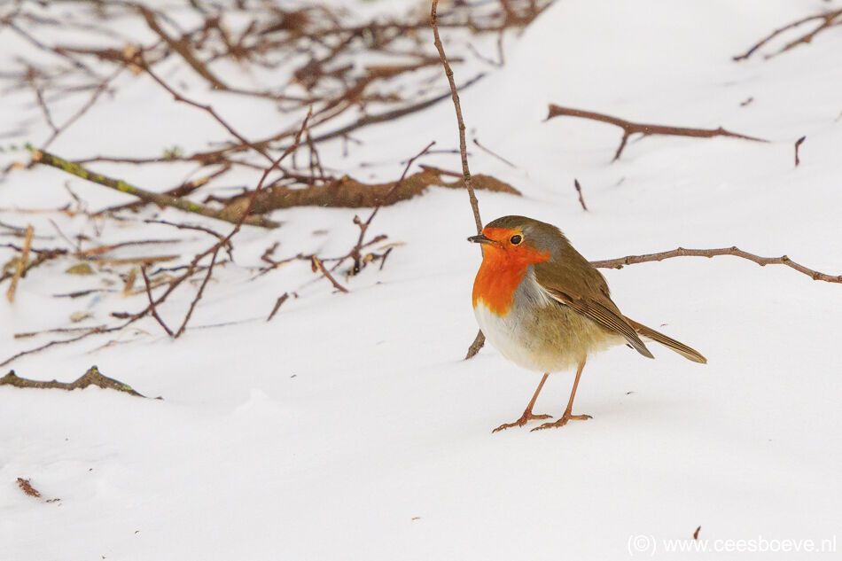 Roodborst in de sneeuw | Zevenhuizerplas, 9 februari 2021