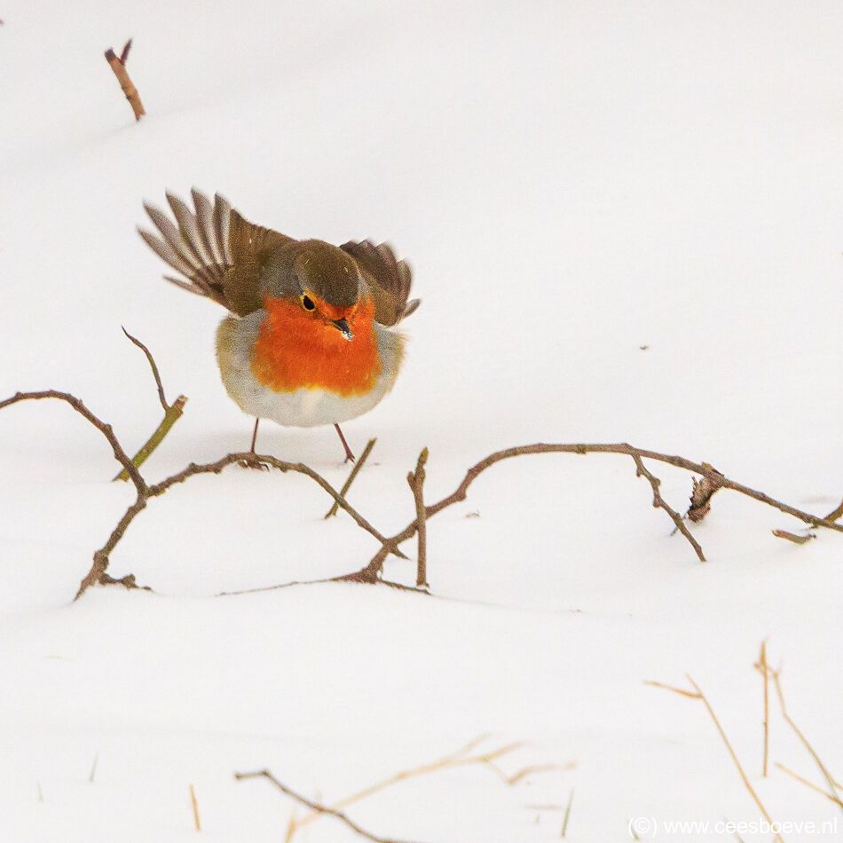 Roodborst in de sneeuw | Zevenhuizerplas, 9 februari 2021