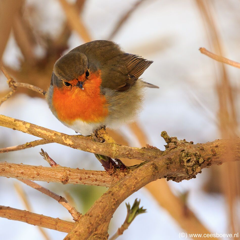 Roodborst in de sneeuw | Zevenhuizerplas, 9 februari 2021