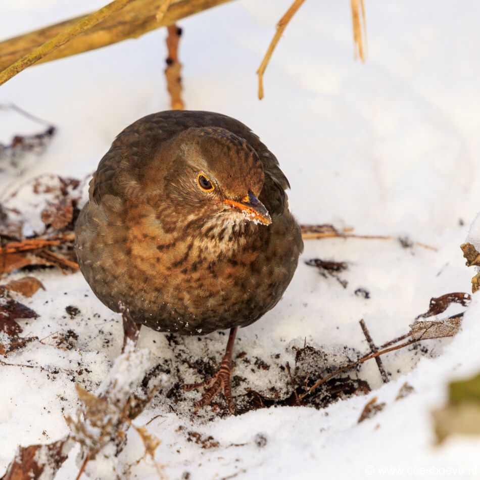 Merel in de sneeuw | Zevenhuizerplas, 15 februari 2021