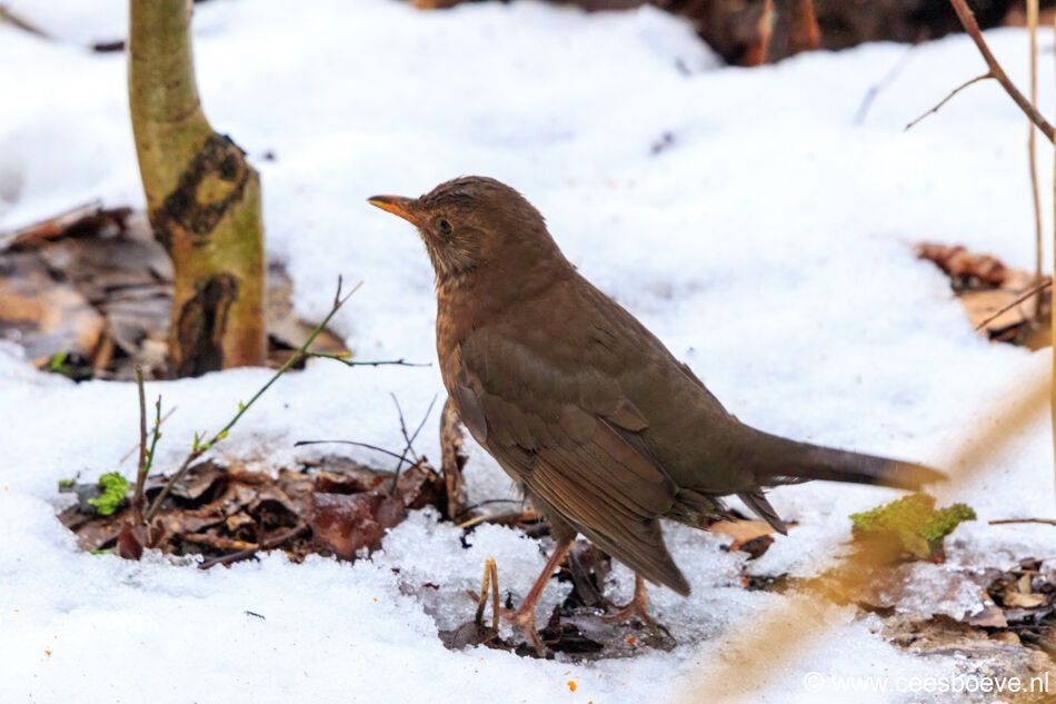 Merel in de sneeuw | Zevenhuizerplas, 15 februari 2021