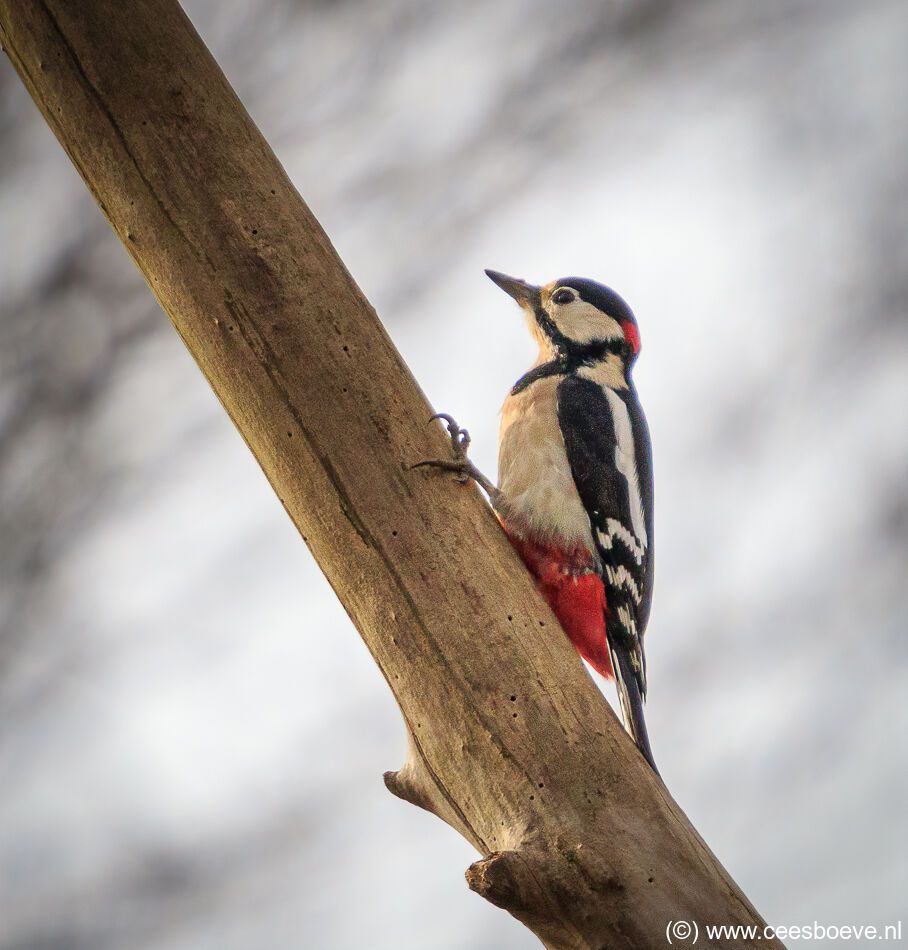 Grote Bonte Specht | Zevenhuizerplas, 17 februari 2021
