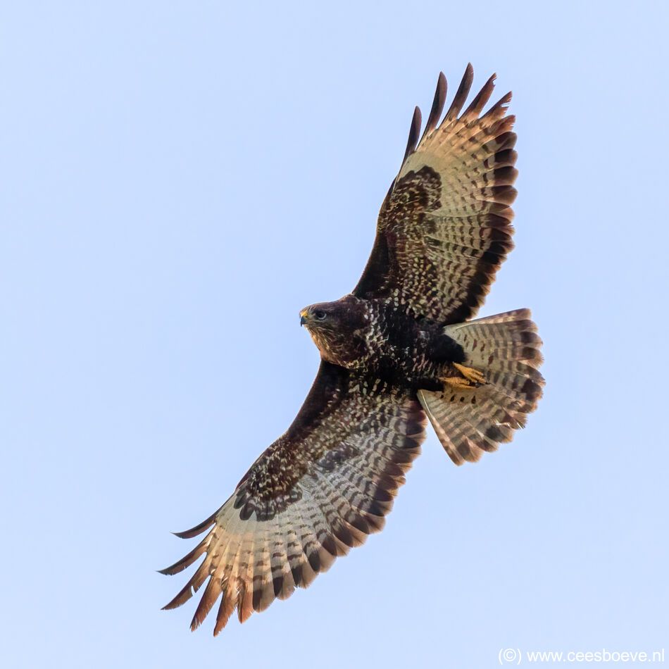 Buizerd | Eendrachtspolder, 19 februari 2021