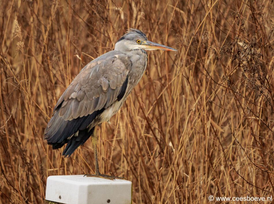 Blauwe reiger | Zevenhuizerplas, 10 februari 2021