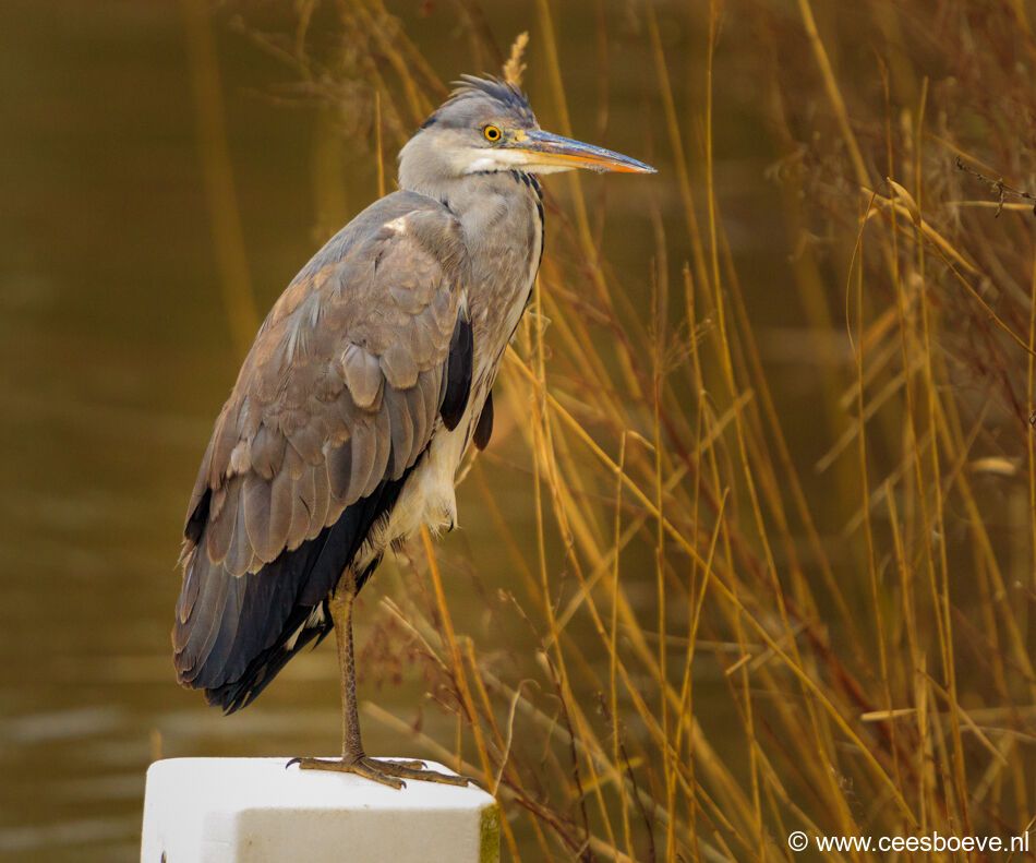 Blauwe reiger | Zevenhuizerplas, 10 februari 2021