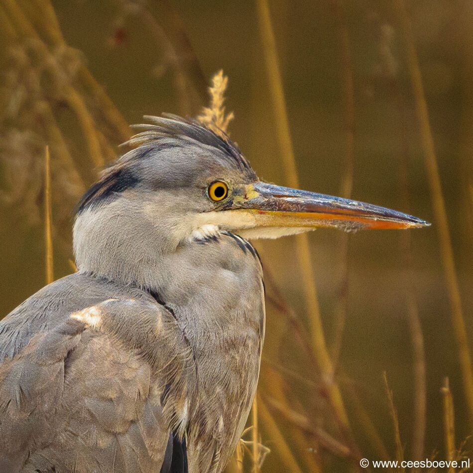 Blauwe reiger | Zevenhuizerplas, 10 februari 2021