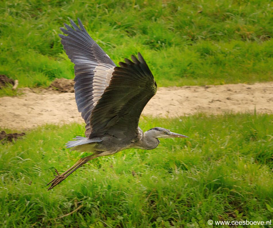 Blauwe reiger | Zevenhuizerplas, 10 februari 2021