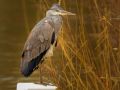 Blauwe reiger | Zevenhuizerplas, 10 februari 2021