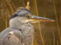 Blauwe reiger | Zevenhuizerplas, 10 februari 2021