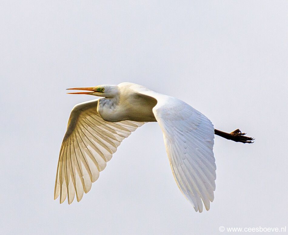 Grote Zilverreiger | Eendrachtspolder, 18 maart 2021