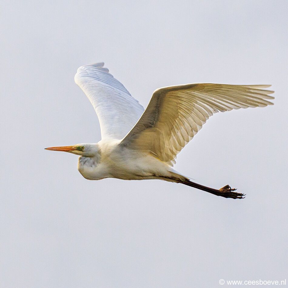Grote Zilverreiger | Eendrachtspolder, 18 maart 2021