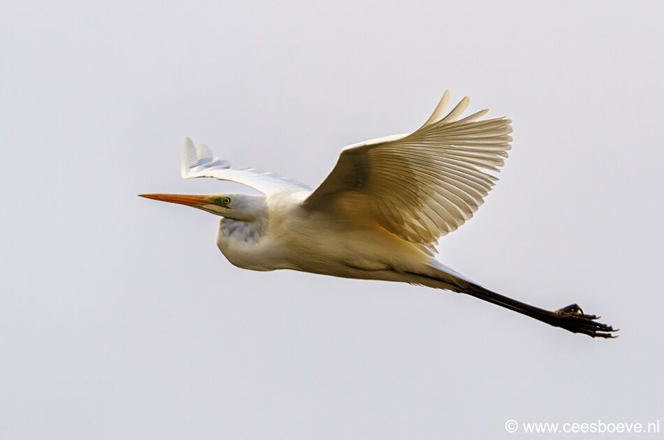 Grote Zilverreiger | Eendrachtspolder, 18 maart 2021