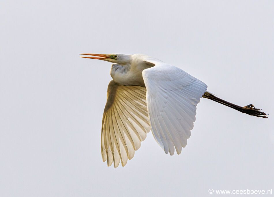 Grote Zilverreiger | Eendrachtspolder, 18 maart 2021