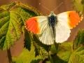 Oranjetipje | Zevenhuizerplas, 7 mei 2021