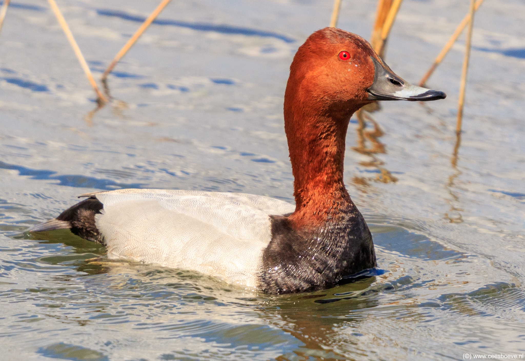 Tafeleend | Zevenhuizerplas, 7 mei 2021