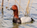 Tafeleend | Zevenhuizerplas, 7 mei 2021