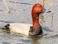 Tafeleend | Zevenhuizerplas, 7 mei 2021