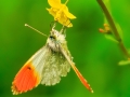 Oranjetipje |  Zevenhuizerplas, 10 mei 2021