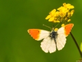 Oranjetipje |  Zevenhuizerplas, 10 mei 2021