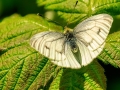 Klein geaderd witje | Zevenhuizerplas, 10 mei 2021