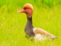 Krooneend (mannetje) |Zevenhuizerplas, 20 mei 2021