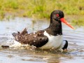 Badderende scholekster | Eendrachtspolder, 28 mei 2021