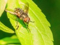 Pollenia spec ( Familie Vleesvliegen) | Zevenhuizerplas, 17-07-2020
