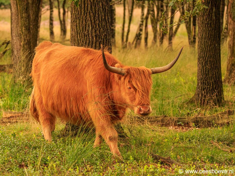 Schotse hooglander | Deelerwoud, 25 augustus 2021
