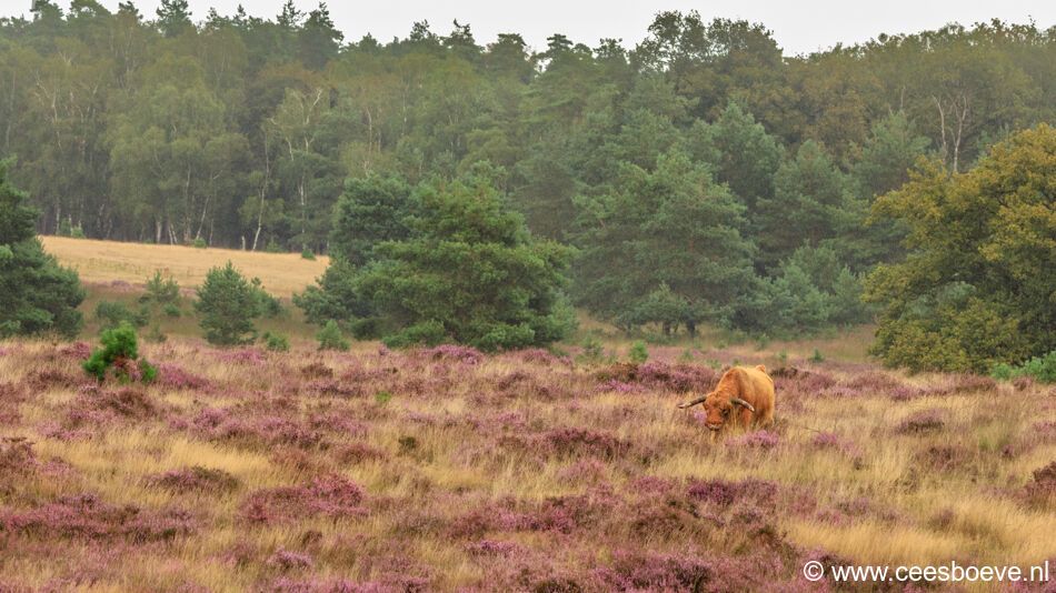 Schotse hooglander | Deelerwoud, 25 augustus 2021