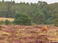 Schotse hooglander | Deelerwoud, 25 augustus 2021