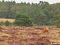 Schotse hooglander | Deelerwoud, 25 augustus 2021