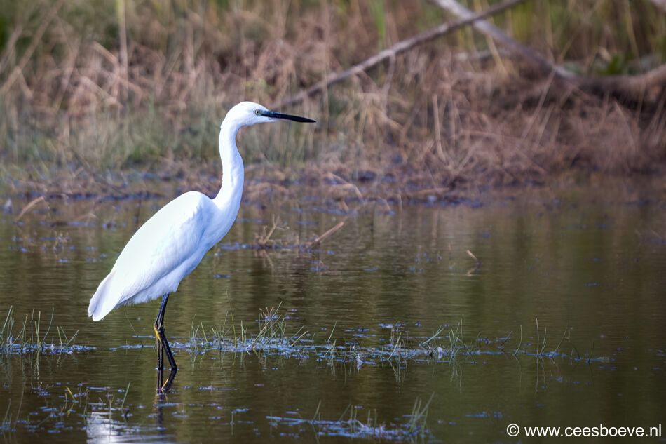 Kleine zilverreiger | Zevenhuizerplas, 15 oktober 2021