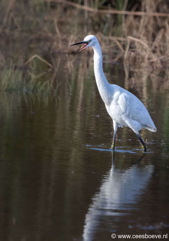 Kleine zilverreiger | Zevenhuizerplas, 15 oktober 2021