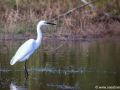 Kleine zilverreiger | Zevenhuizerplas, 15 oktober 2021