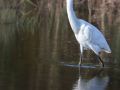 Kleine zilverreiger | Zevenhuizerplas, 15 oktober 2021