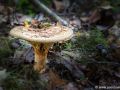 Elzenkrulzoom | Gouwe bos (Waddinxveen), 18 oktober 2021