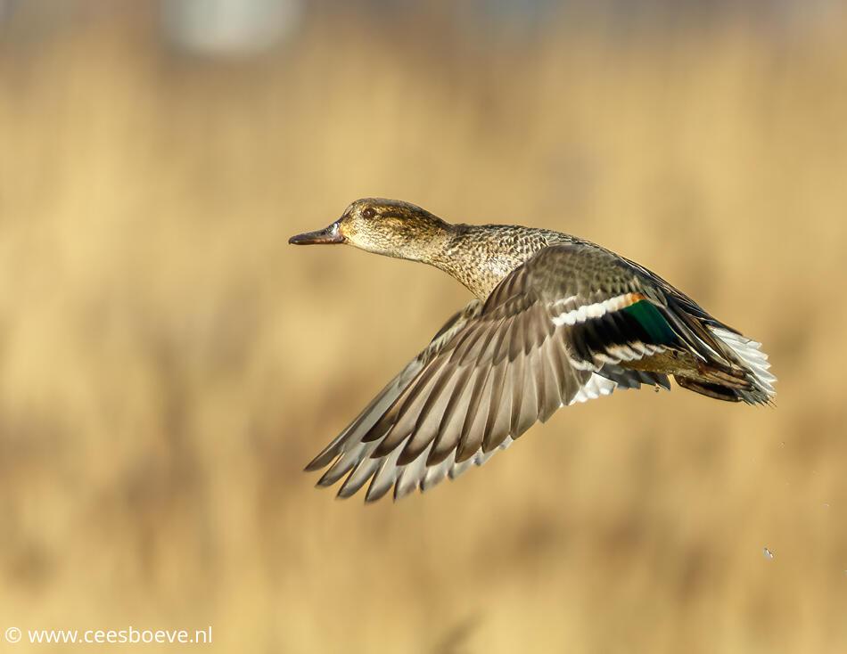 Vrouwtje wintertaling | Eendrachtspolder, 11 januari 2022