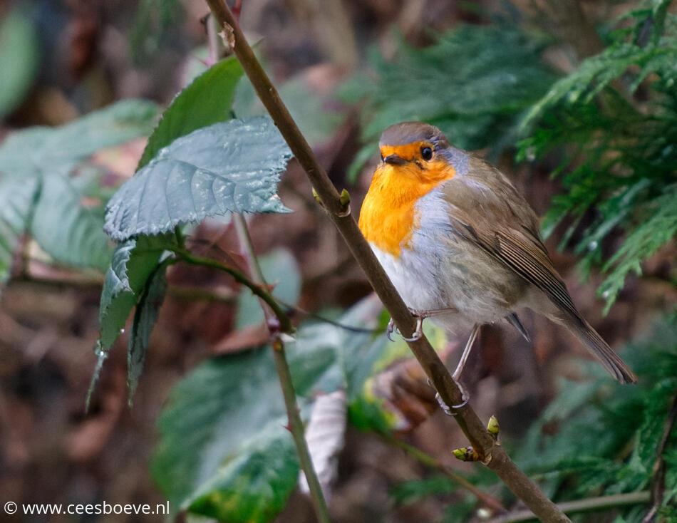 Roodborst | Zevenhuizerplas, 13 januari 2022