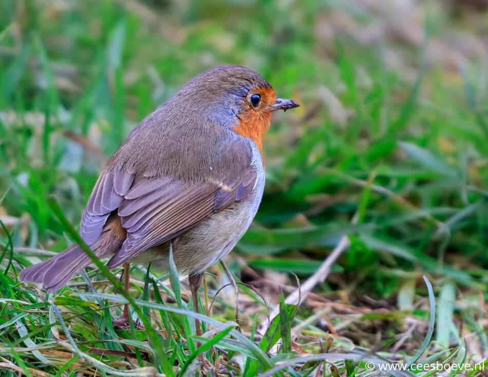 Roodborst | Zevenhuizerplas, 25 januari 2022