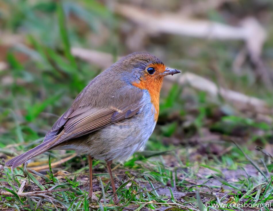 Roodborst | Zevenhuizerplas, 25 januari 2022