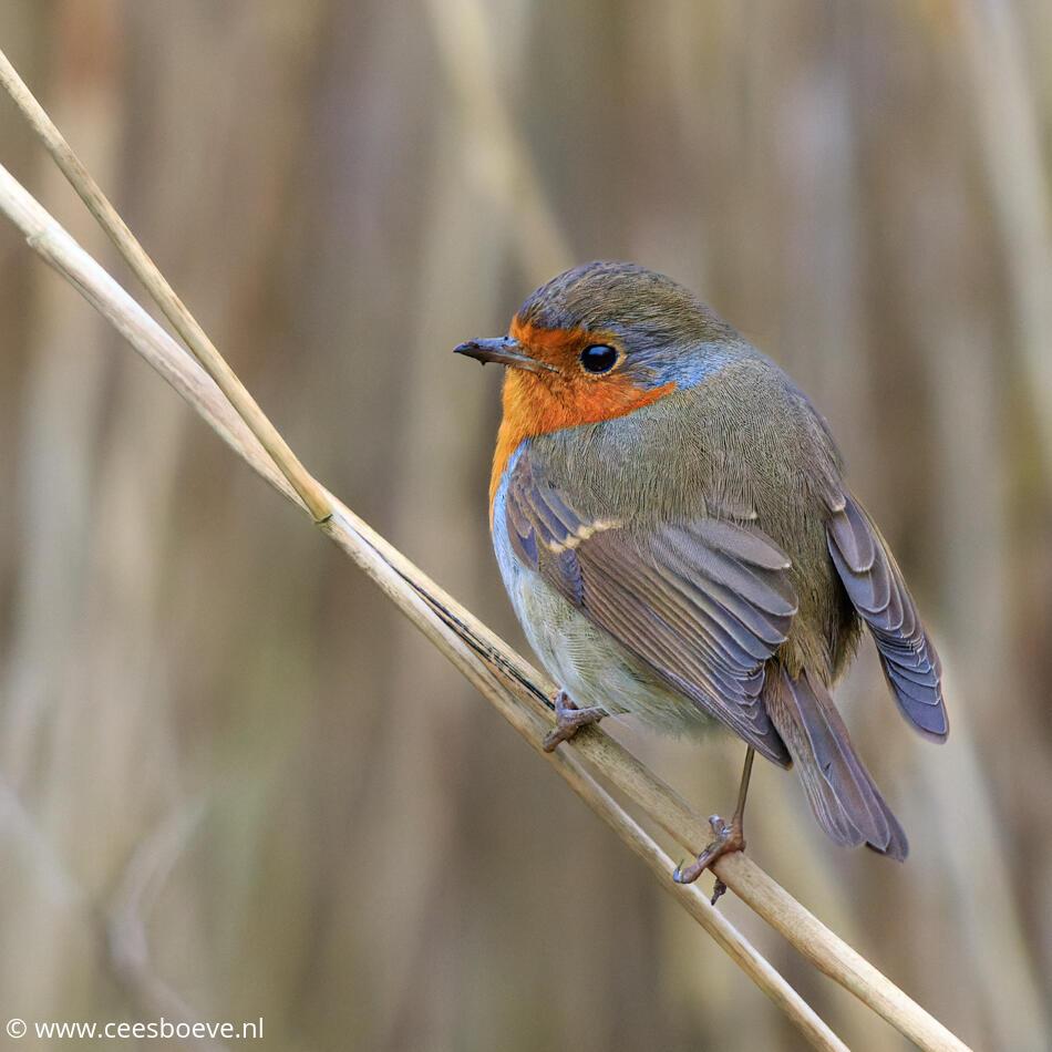 Roodborst | Zevenhuizerplas, 25 januari 2022