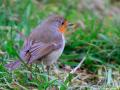 Roodborst | Zevenhuizerplas, 25 januari 2022