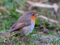 Roodborst | Zevenhuizerplas, 25 januari 2022