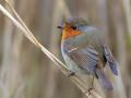 Roodborst | Zevenhuizerplas, 25 januari 2022